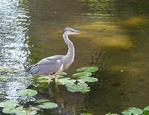 Graureiher im Wasser zwischen Seerosenblättern